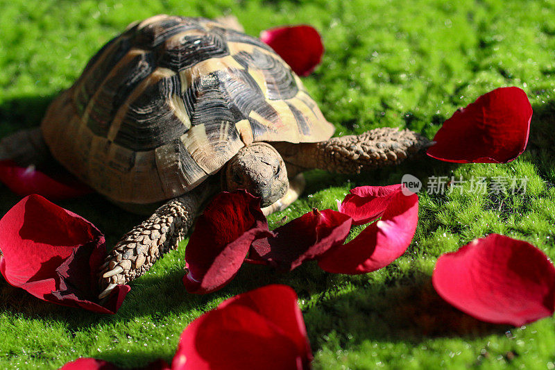 被捕获的赫尔曼乌龟(Testudo hermanni)在阳光下走过长满苔藓的草坪，健康的乌龟吃着红玫瑰花瓣，宠物指南和关怀概念